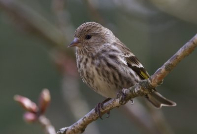 Pine Siskin