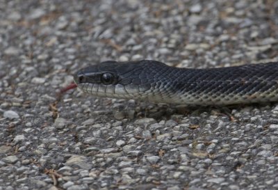 This is a big snake's head