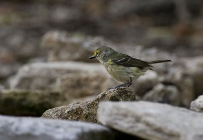 White-eyed Vireo