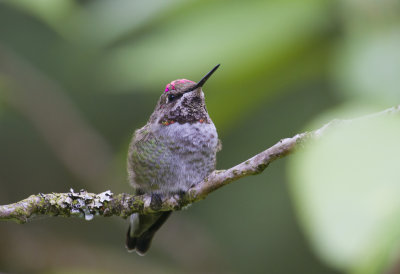 Annas Hummingbird