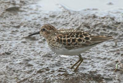 Least Sandpiper