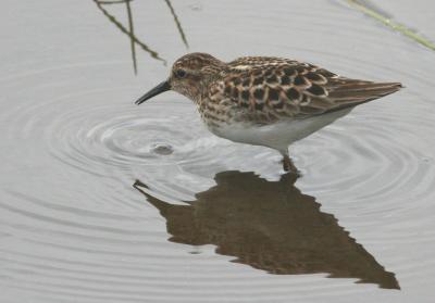 Least Sandpiper