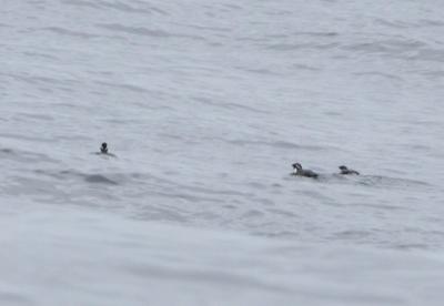 Ancient Murrelet Pair With Chick