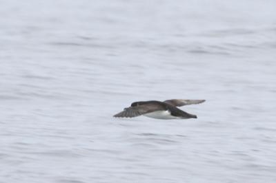 Manx Shearwater