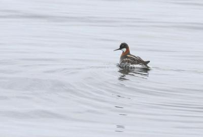 Red-necked Phalarope