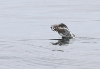 Red-necked Phalarope