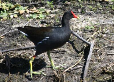 Common Moorhen