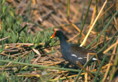 Common Moorhen