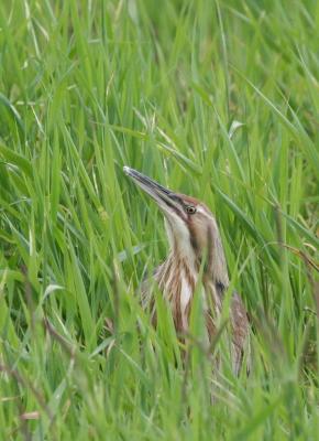 American Bittern
