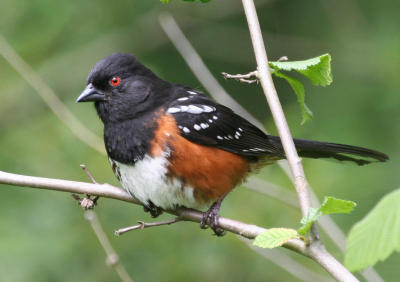 Spotted Towhee