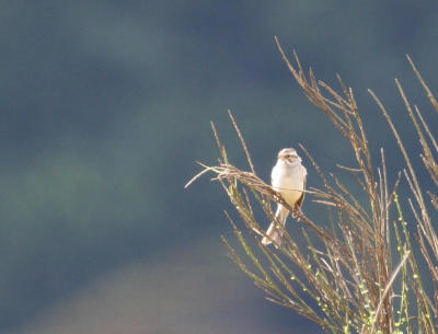 Clay-colored Sparrow