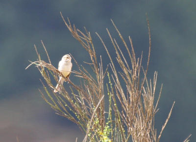 Clay-colored Sparrow