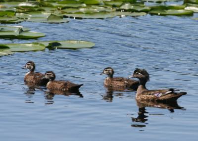 Wood Duck