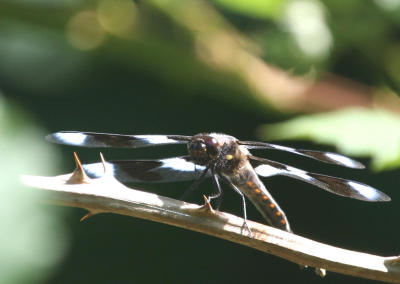 Eight-spotted Skimmer