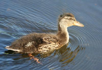 Mallard