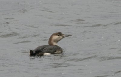 Arctic Loon