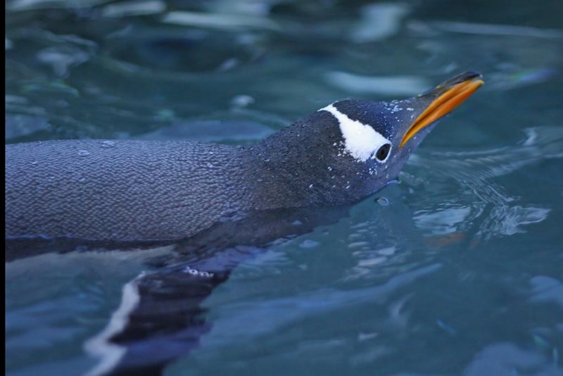 Gentoo