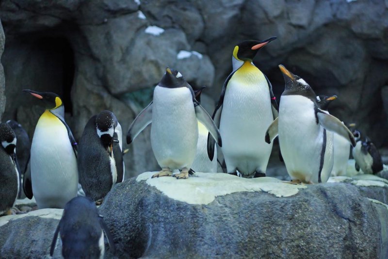 King and Gentoo