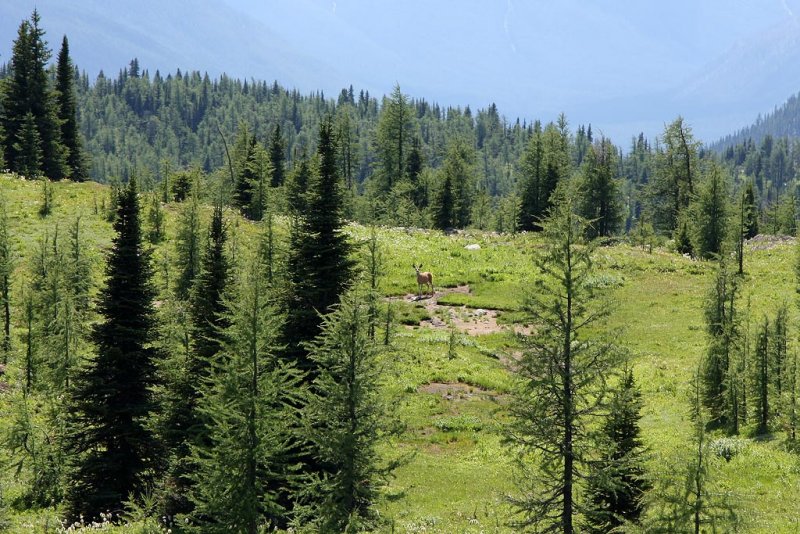 Mule deer
