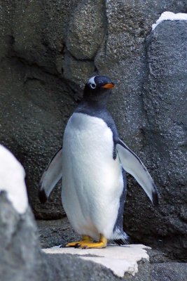 Gentoo