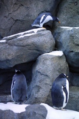 Gentoo