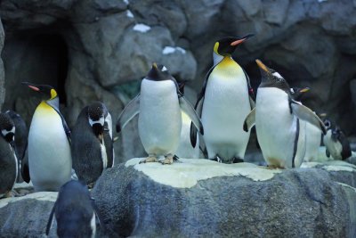 King and Gentoo