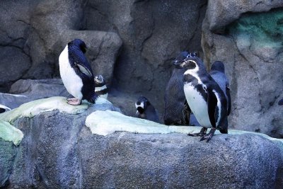 Humbolt and Gentoo