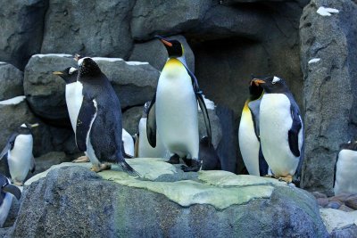 King and Gentoo II