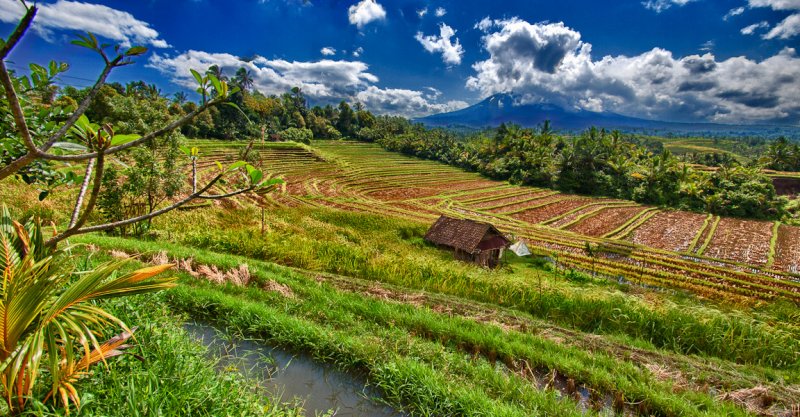 Rice Terrace 2, Bali, Indonesia