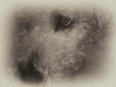 Portrait of Misty