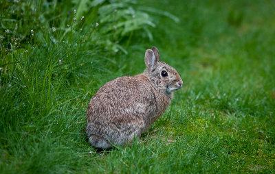 Bunny in our backyard
