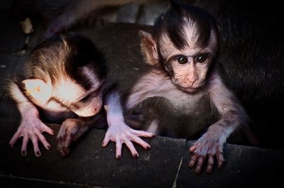 Baby monkeys portrait