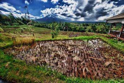Rice field and mountain, Bali