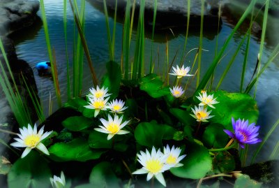 Flowers and river, Santi Mandala Villa & Spa, Bali