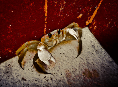 Entrapped crab, El Dorado Resort, Riviera Maya, Mexico