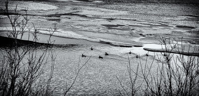 Birds on icy Vermilion Lake, Banff