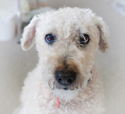 Misty in her summer cut