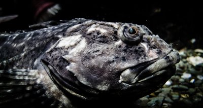 Fish close-up