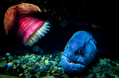 Moray Eel and Sea Anemone