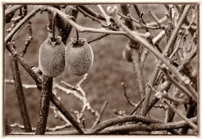 A couple of fruits