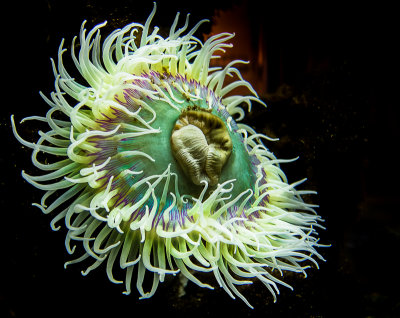 Sea anemone close up