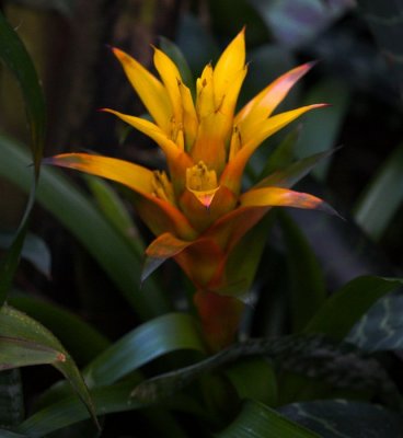 Tropicana