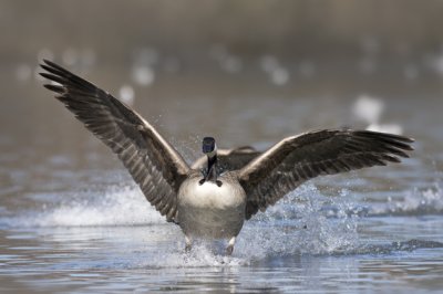 Canada Goose(Branta canadensis)