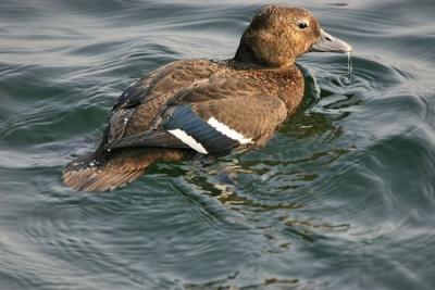 Stellers Eider (Polysticta stelleri) female