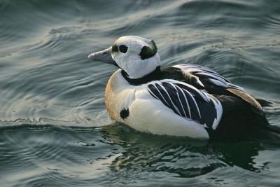 Stellers Eider (Polysticta stelleri) male