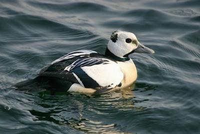 Stellers Eider (Polysticta stelleri) male