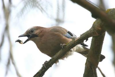 Eurasian Jay (Garrulus glandarius)