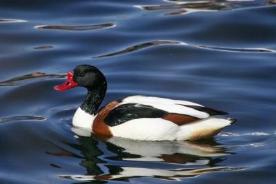  Common Shelduck (Tadorna tadorna)male