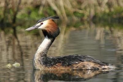 Great Crested Grebe (Podiceps cristatus)