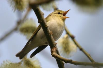 Wood Warbler ( Phylloscopus sibilatrix). Yawning